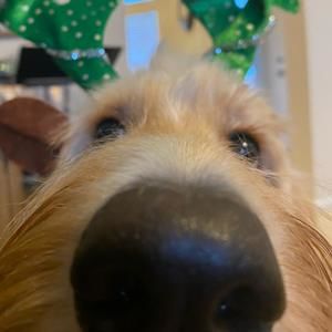 Meet your Posher, George